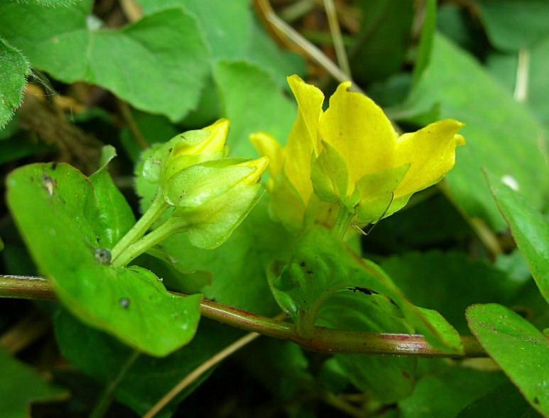 Lysimachia nummularia / Mazza d''oro minore